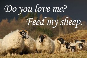 Do you love me feed my sheep