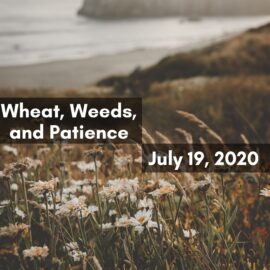 Wheat, Weeds, and Patience – July 19, 2020 Sermon