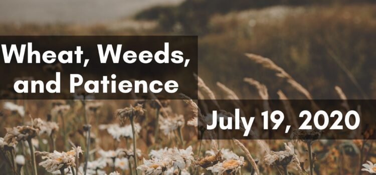 Wheat, Weeds, and Patience – July 19, 2020 Sermon