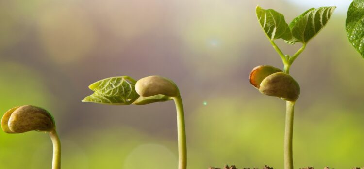 God Grows Seeds | June 16, 2024