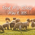 Picture of sheep grazing in a field, titled: Feed My Sheep - May 4, 2025 
